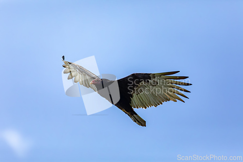 Image of Turkey vulture (Cathartes aura), La Guajira Department. Wildlife and birdwatching in Colombia.