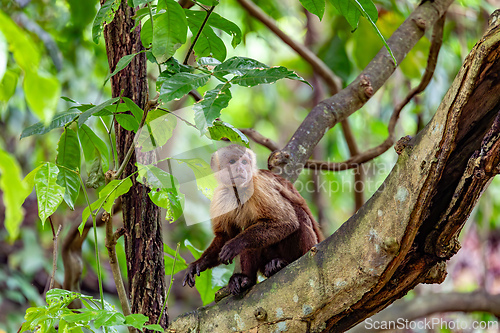 Image of Varied white-fronted capuchin (Cebus versicolor), Tayrona National Park, Magdalena department. Colombia wildlife.