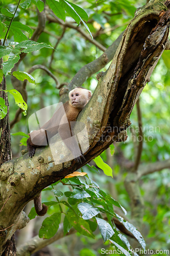 Image of Varied white-fronted capuchin (Cebus versicolor), Tayrona National Park, Magdalena department. Colombia wildlife.