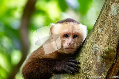 Image of Varied white-fronted capuchin (Cebus versicolor), Tayrona National Park, Magdalena department. Colombia wildlife.