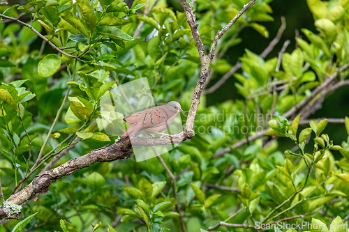 Image of Ruddy ground dove (Columbina talpacoti), Magdalena department. Wildlife and birdwatching in Colombia.