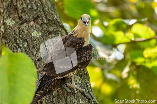 Image of Yellow-headed caracara (Milvago chimachima), Cesar department, Wildlife and birdwatching in Colombia