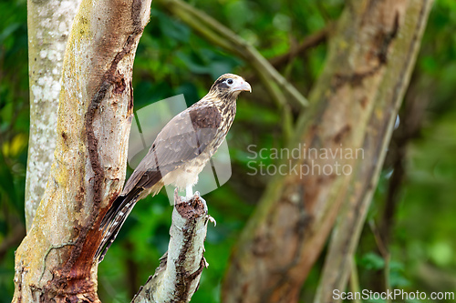 Image of Yellow-headed caracara (Milvago chimachima), Tayrona National Park, Magdalena department. Wildlife and birdwatching in Colombia.