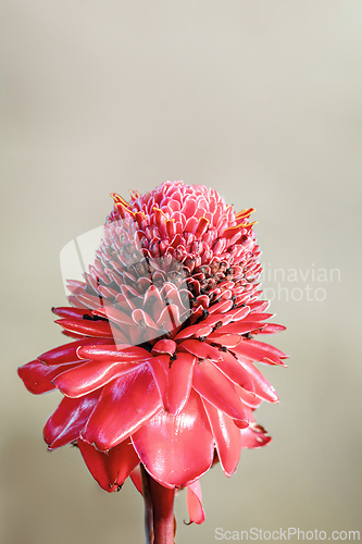 Image of Etlingera elatior, flower known as torch ginger, torchflower, or