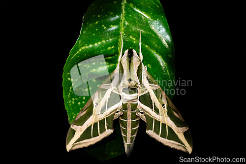 Image of Eumorpha vitis, known as the vine sphinx, Tayrona National Park,