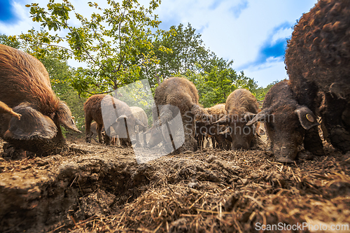 Image of Hairy mangalica pigs
