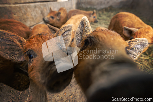 Image of Close-up of inquisitive young pigs