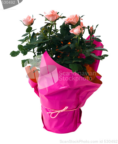 Image of Isolated Mini Rose Plant