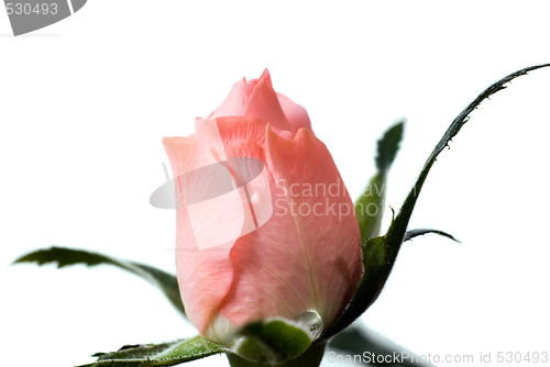 Image of Rose Bud