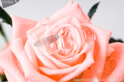 Image of Open Rose