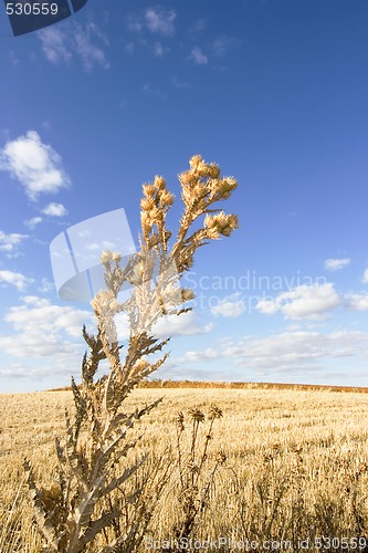 Image of harvest wheat