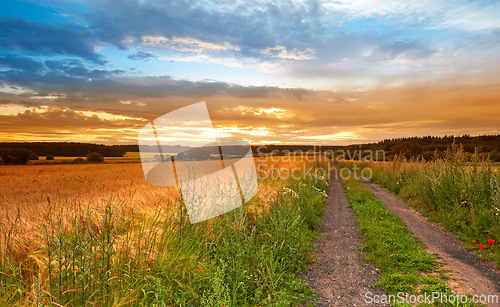Image of Field, countryside and outdoor with sunset, environment and nature with a dirt road and adventure with leaves. Path, clouds and growth with landscape and summer with agriculture, journey and plants