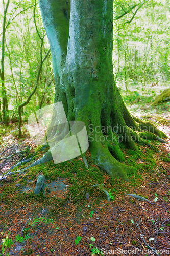 Image of Jungle, forest and nature with tree in summer for conservation or sustainability of ecosystem. Environment, landscape and location with rainforest or woods for adventure, exploration and hiking