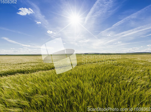 Image of an agricultural field