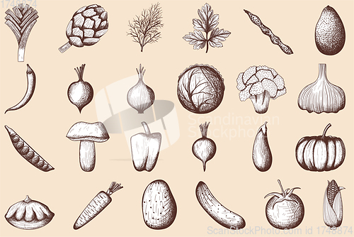 Image of 24 Vegetables Hand Drawn Sketch