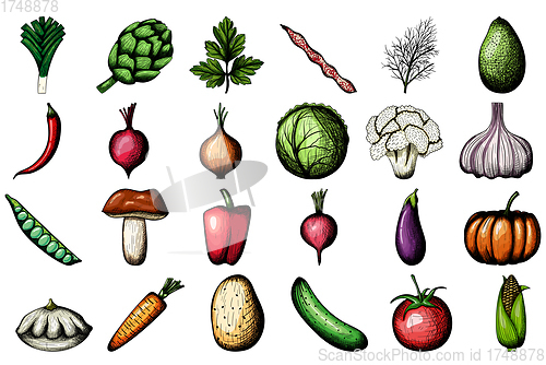 Image of 24 Vegetables Hand Drawn Sketch