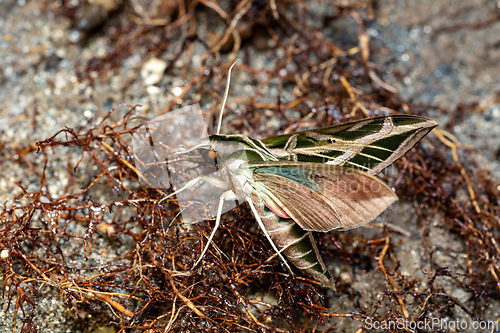 Image of Eumorpha vitis, known as the vine sphinx, Tayrona National Park, Magdalena department. Colombia wildlife.
