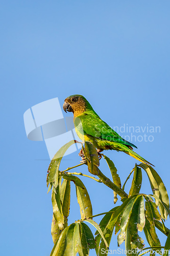 Image of Brown-throated parakeet (Eupsittula pertinax), Bolivar department. Wildlife and birdwatching in Colombia