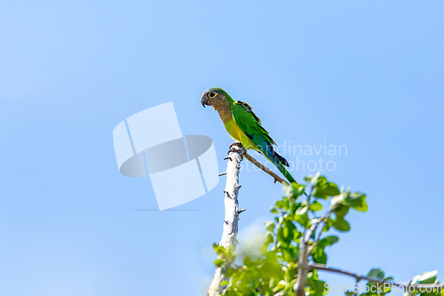 Image of Brown-throated parakeet (Eupsittula pertinax), La Guajira department. Wildlife and birdwatching in Colombia