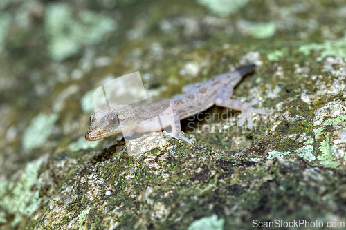 Image of Hemidactylus, genus of the common nocturnal gecko. Tayrona National Park, Magdalena department. Colombia wildlife.