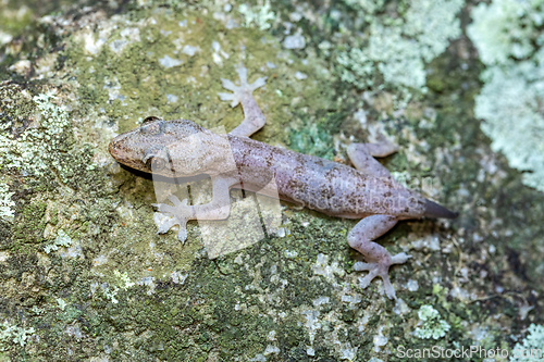 Image of Hemidactylus, genus of the common nocturnal gecko. Tayrona National Park, Magdalena department. Colombia wildlife.