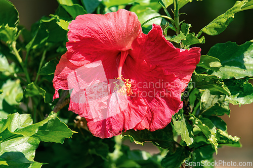 Image of Red Hibiscus flower, Quepos, Costa Rica