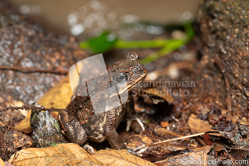 Image of Rhinella horribilis, cane toad or giant toad. Tayrona National Park, Magdalena department. Colombia wildlife.