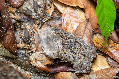 Image of Rhinella humboldti, Riveros toad,. Tayrona National Park, Magdalena department. Colombia wildlife.
