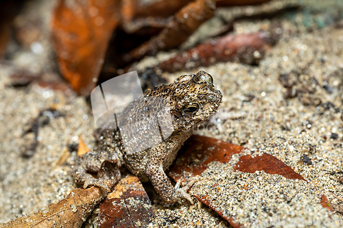 Image of Rhinella humboldti, Riveros toad,. Tayrona National Park, Magdalena department. Colombia wildlife.