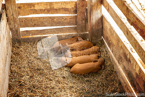 Image of Group of red river hoglets