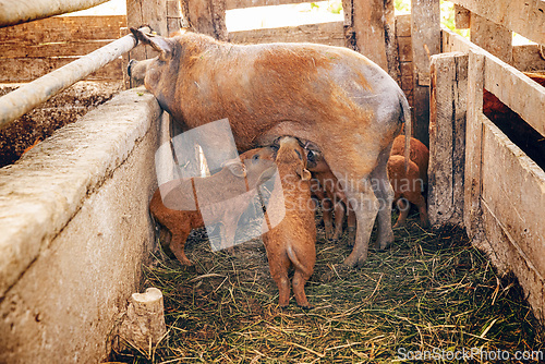 Image of Mangalitsa sow nurses her piglets
