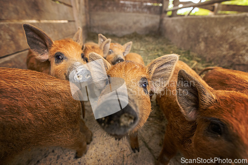 Image of Curious piglets, close up