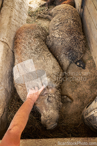 Image of Farmer is checking mangalica pigs