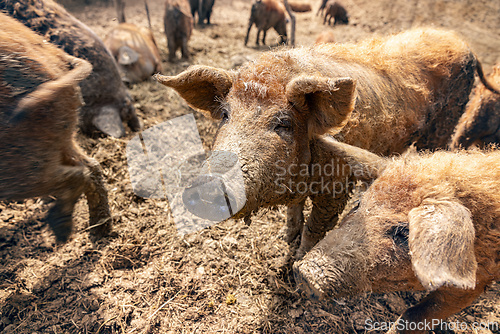 Image of Mangalica pig standing in mud