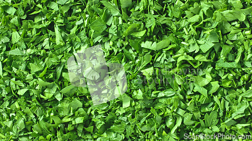 Image of fresh green chopped parsley