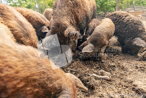 Image of Herd of mangalica pigs