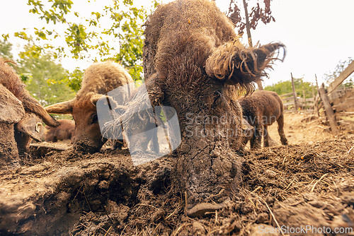 Image of Mangalica pigs foraging in mud