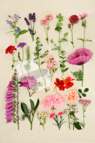 Image of Large Collection of British Summer Flowers Herbs and Wildflowers