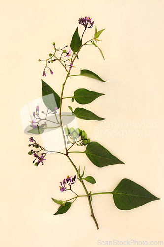 Image of Deadly Nightshade Plant with Flowers and Berries
