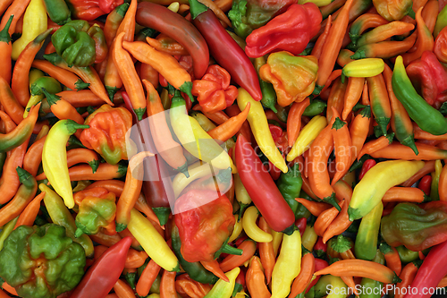 Image of Chili Pepper Vegetables Vivid Colorful Background 