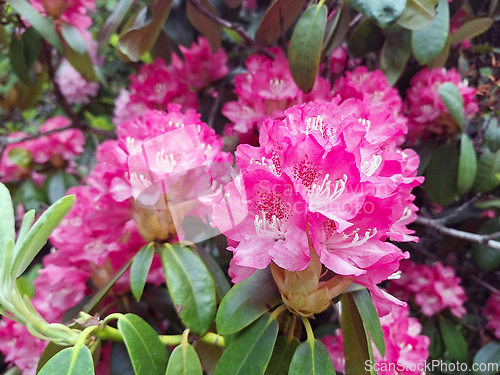 Image of Fuchsia Pink Rhododendron Flowers