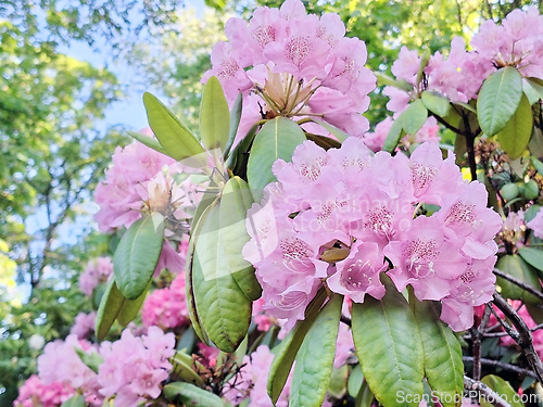 Image of Pink Rhododendron Flowers