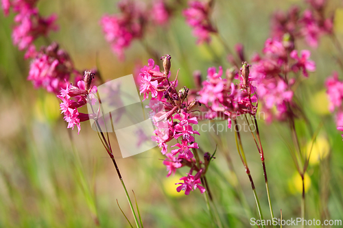 Image of Viscaria vulgaris Flowers 
