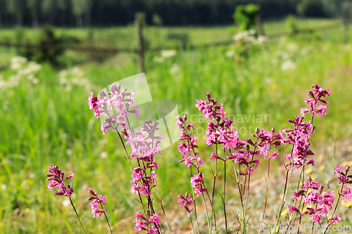 Image of Roadside Viscaria vulgaris Flowers