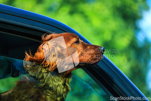 Image of Brown Dog in a Car Enjoying the Summer Breeze