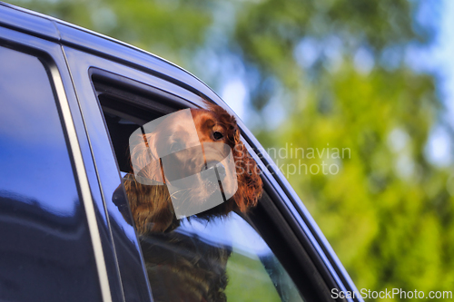 Image of Brown Dog Head Out the Car Window