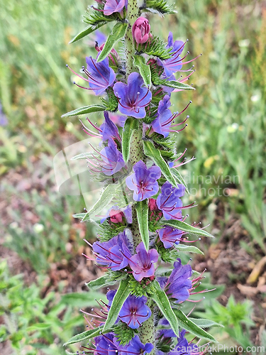 Image of Echium vulgare Flowers Close Up