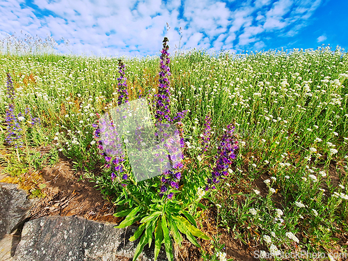 Image of Echium vulgare Flowers Growing in Natural Environment