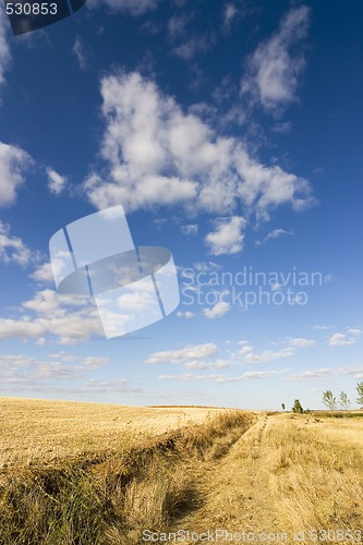 Image of harvest wheat