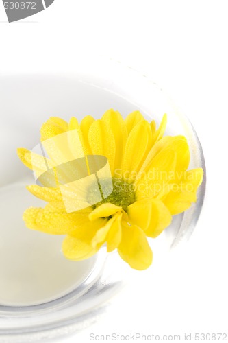 Image of yellow flower